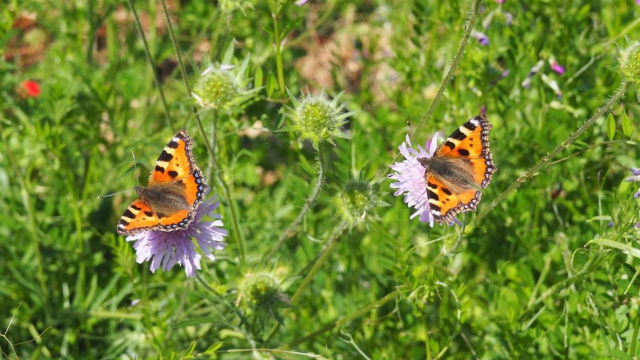 Urlaub Im Naturgarten Bergneustadt Экстерьер фото